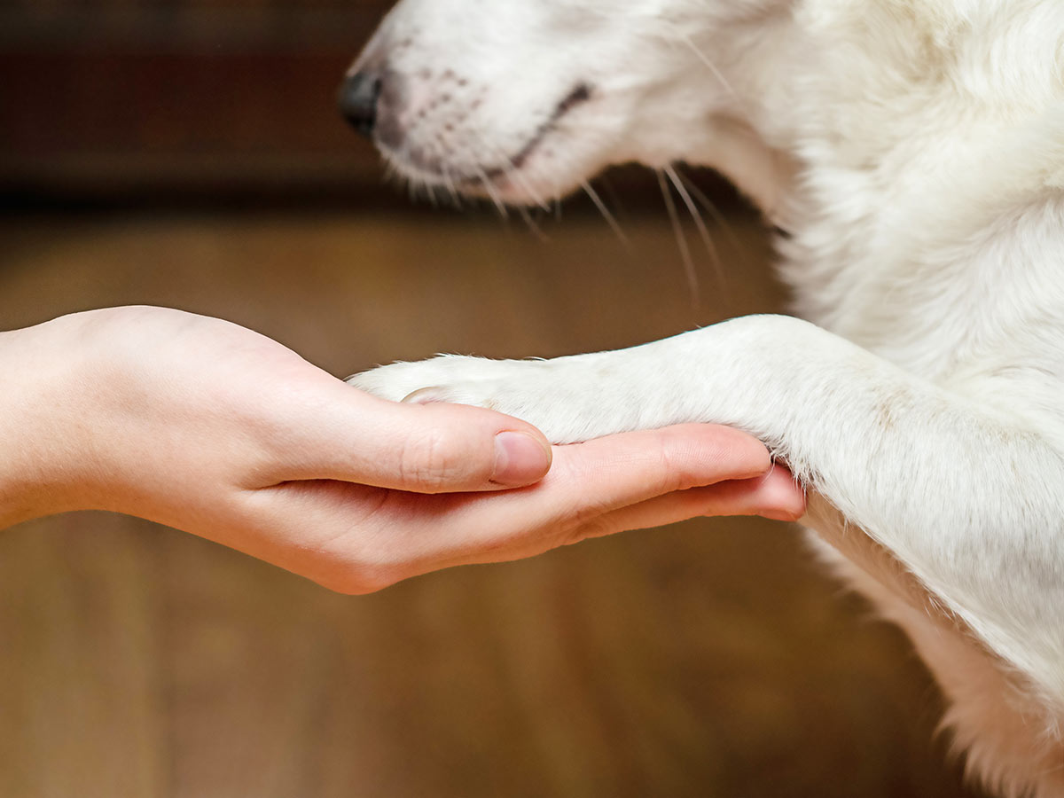 closeup-of-person-holding-white-dogs-left-paw-1200x900-1 closeup of a person holding a white dog's left paw