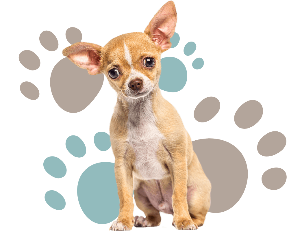 curious chihuahua sitting in front of some light brown and blue paw print graphics