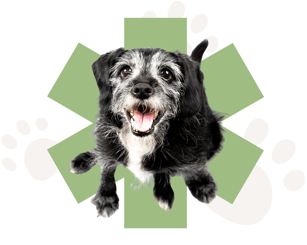 happy-black-and-white-senior-dog-on-sage-green-and-ivory-design-elements-1000x800-2 happy black and white senior dog in front of a sage green Companion Animal Hospital logomark and some ivory-colored paw prints