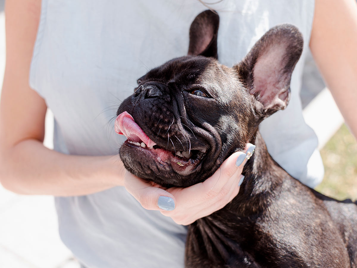 happy-french-bulldog-being-pet-by-their-owner-outside-1200x900-1