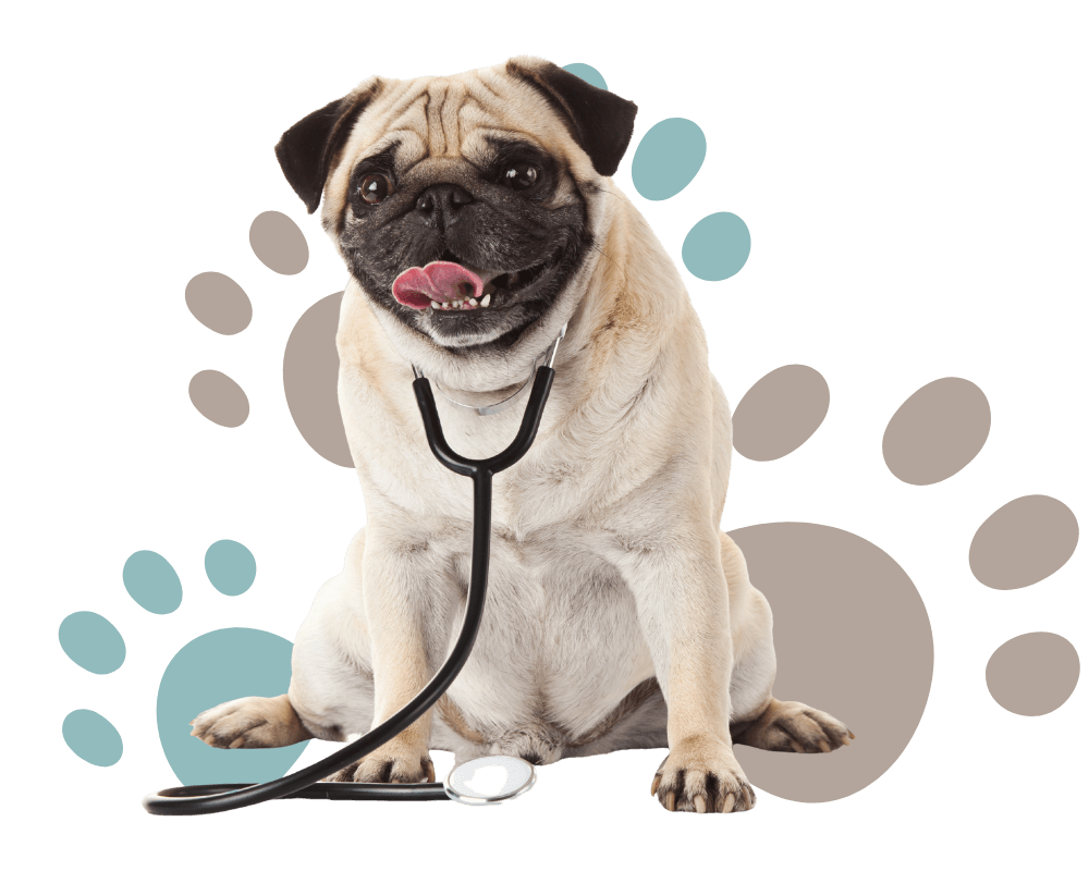 pug wearing a stethoscope while sitting on some light brown and blue paw print graphics