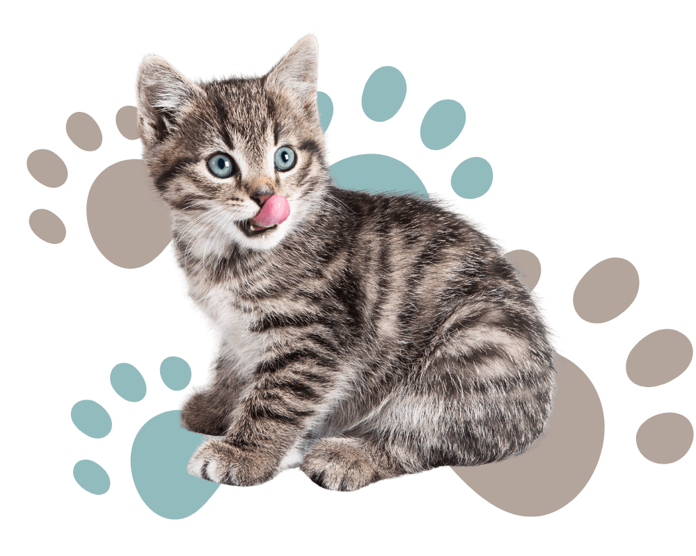 curious tabby kitten licking her mouth and sitting on some light brown and blue paw print graphics