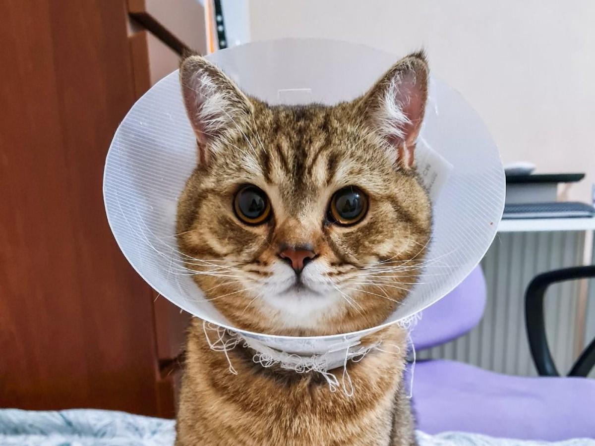 A-cat-wearing-a-cone-on-its-head1 A cat wearing a cone on its head