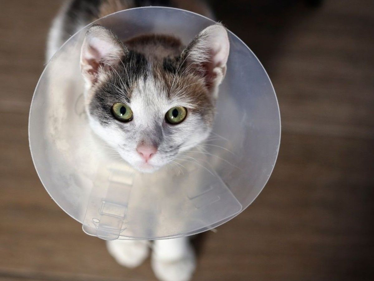 A-cat-wearing-a-plastic-cone-on-its-head1 A cat wearing a plastic cone on its head