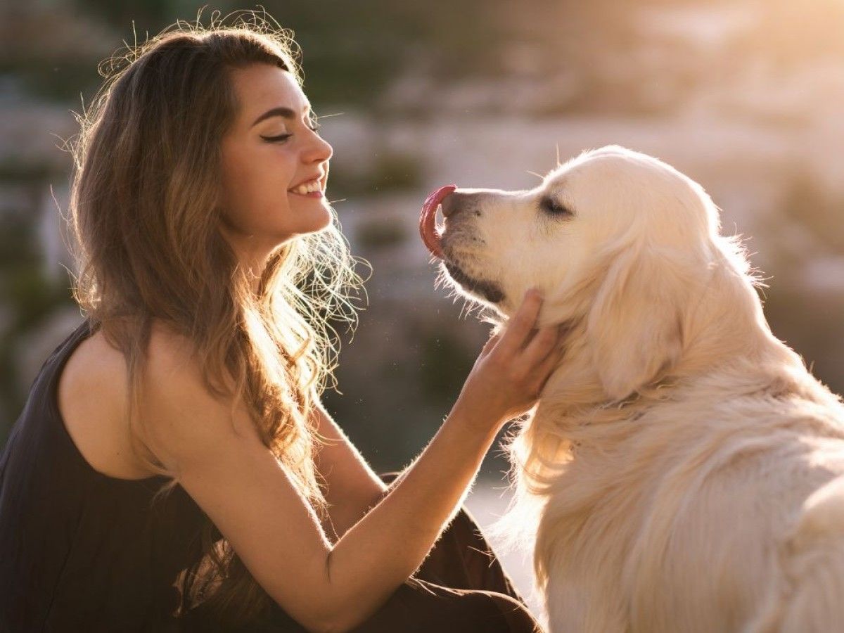 A-person-petting-a-golden-retriever-dog1 a person petting golden retriever dog