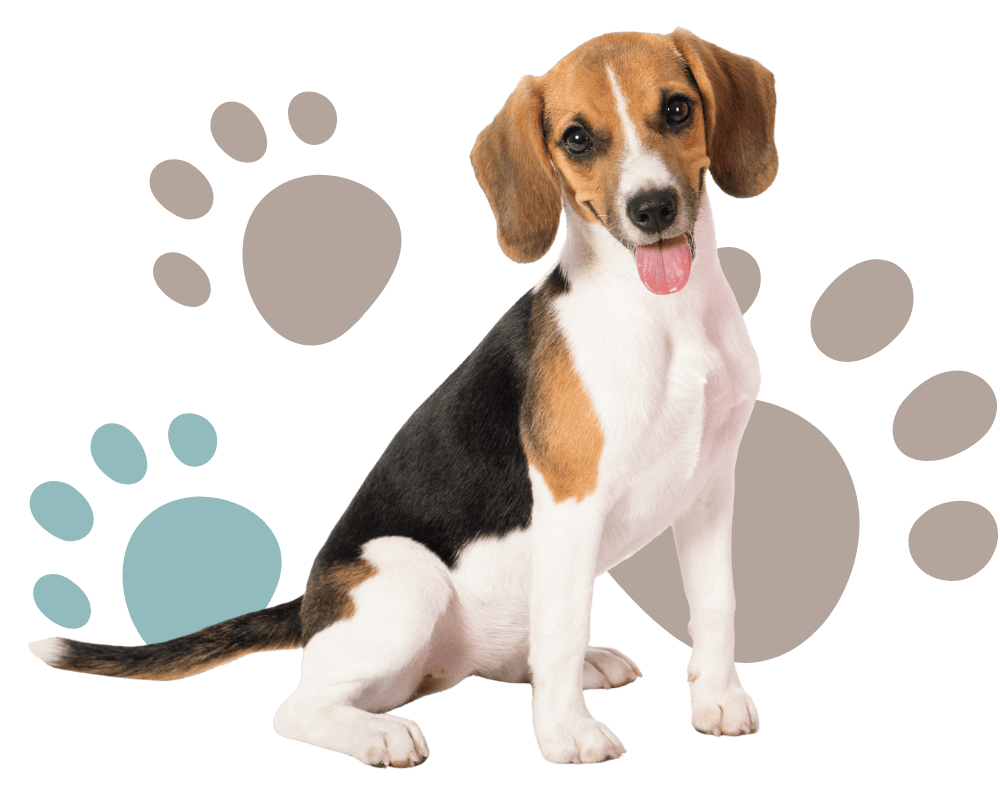 Beagle Dog Isolated on White