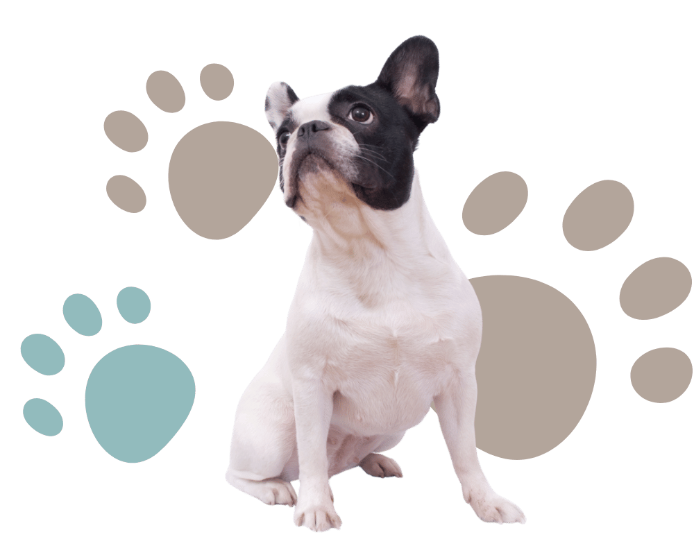 black and white dog in front of paw print background