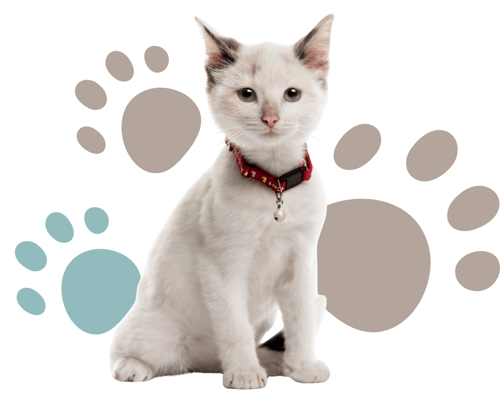 cat wearing a collar in front of paw print background