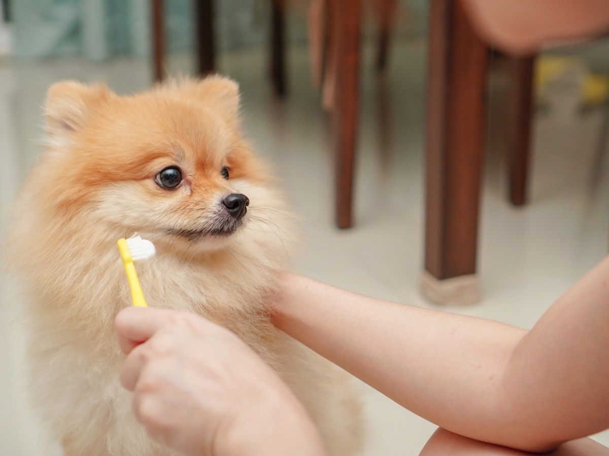 Close up on Pet, Small Dog Breed for Pomeranian