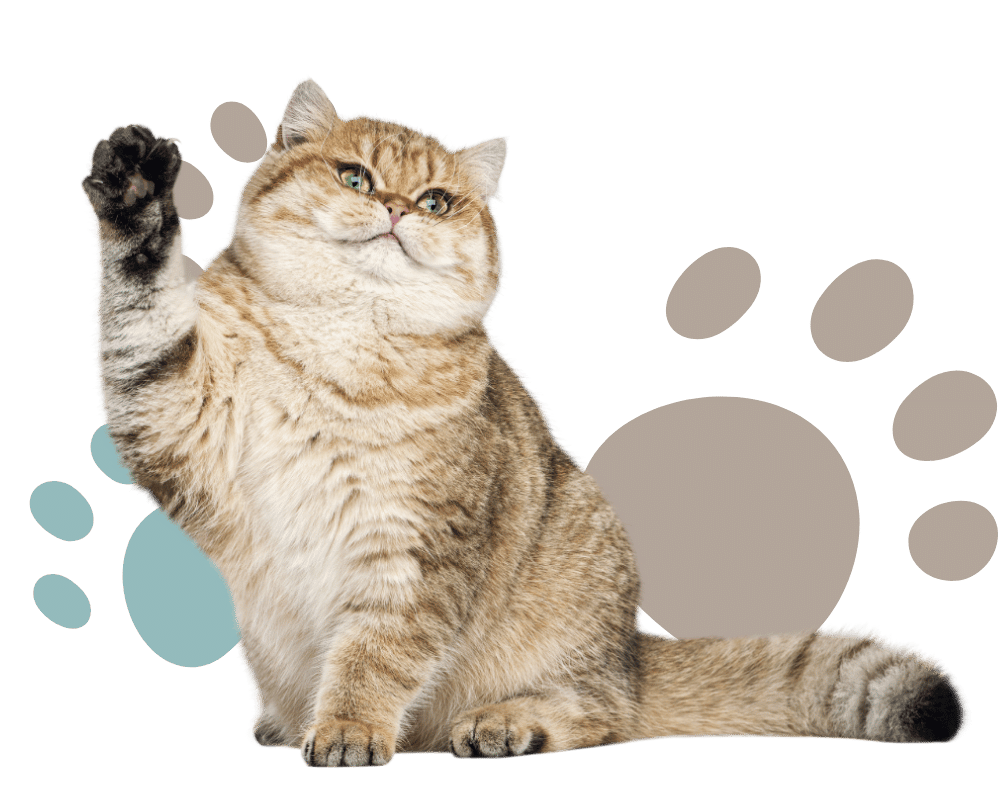 fluffy cat with its paw up in front of paw print background