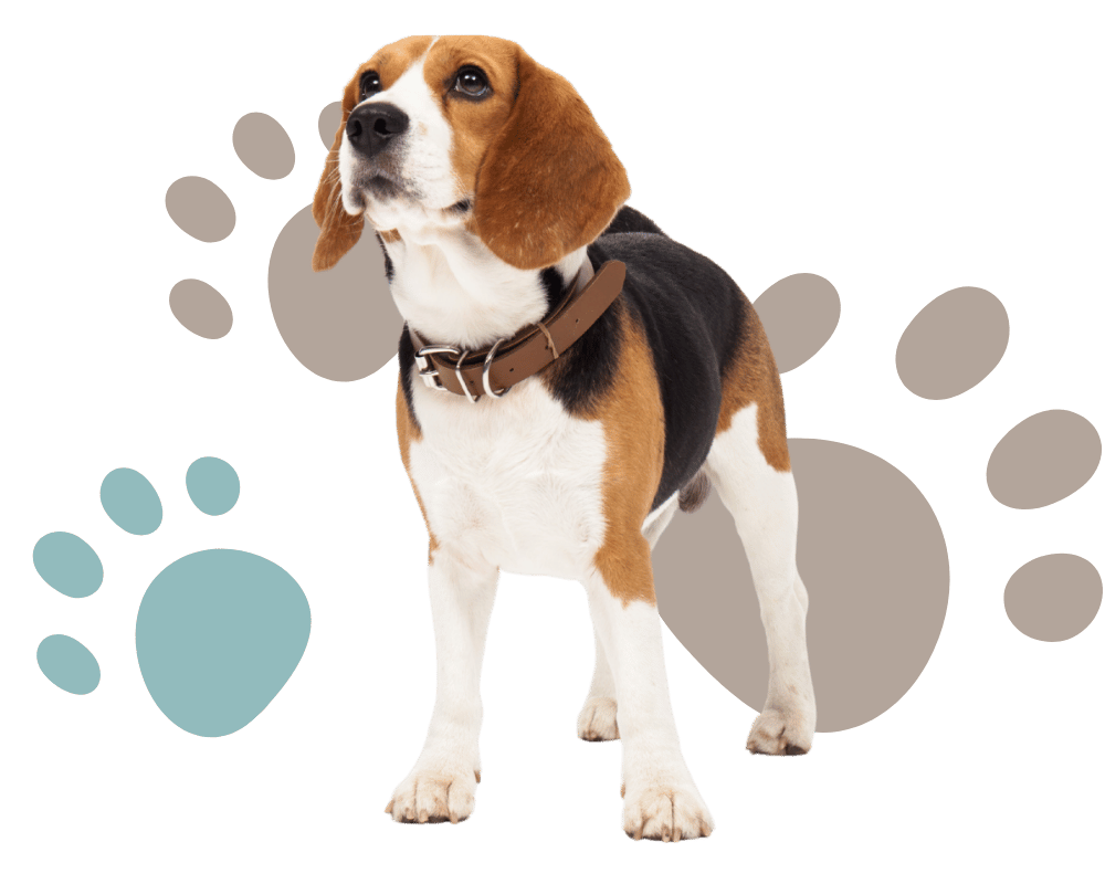 beagle dog wearing a collar in front of paw print background