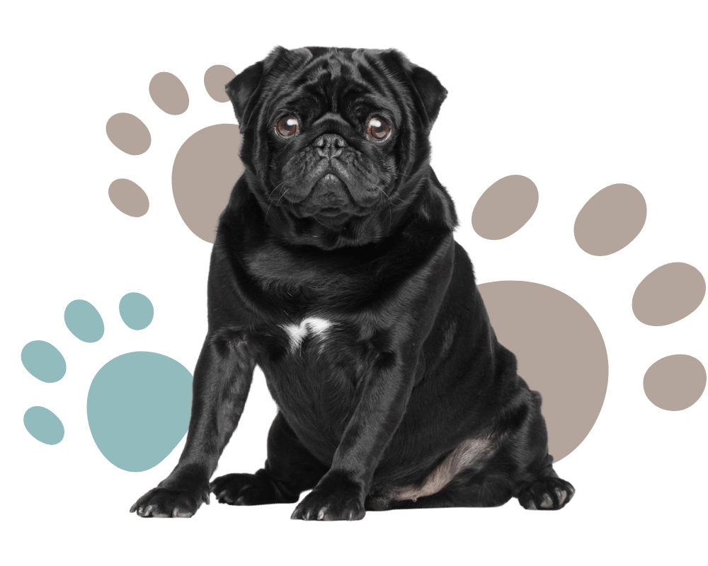 black pug in front of paw print background