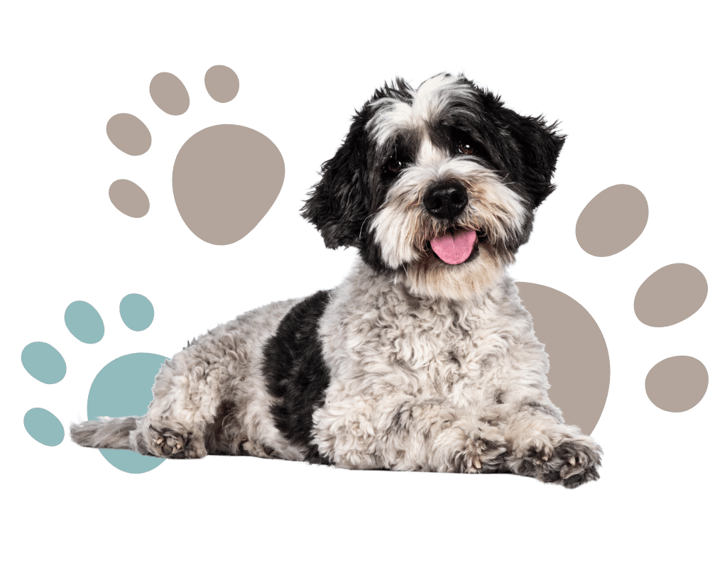 grey and black dog in front of paw print background