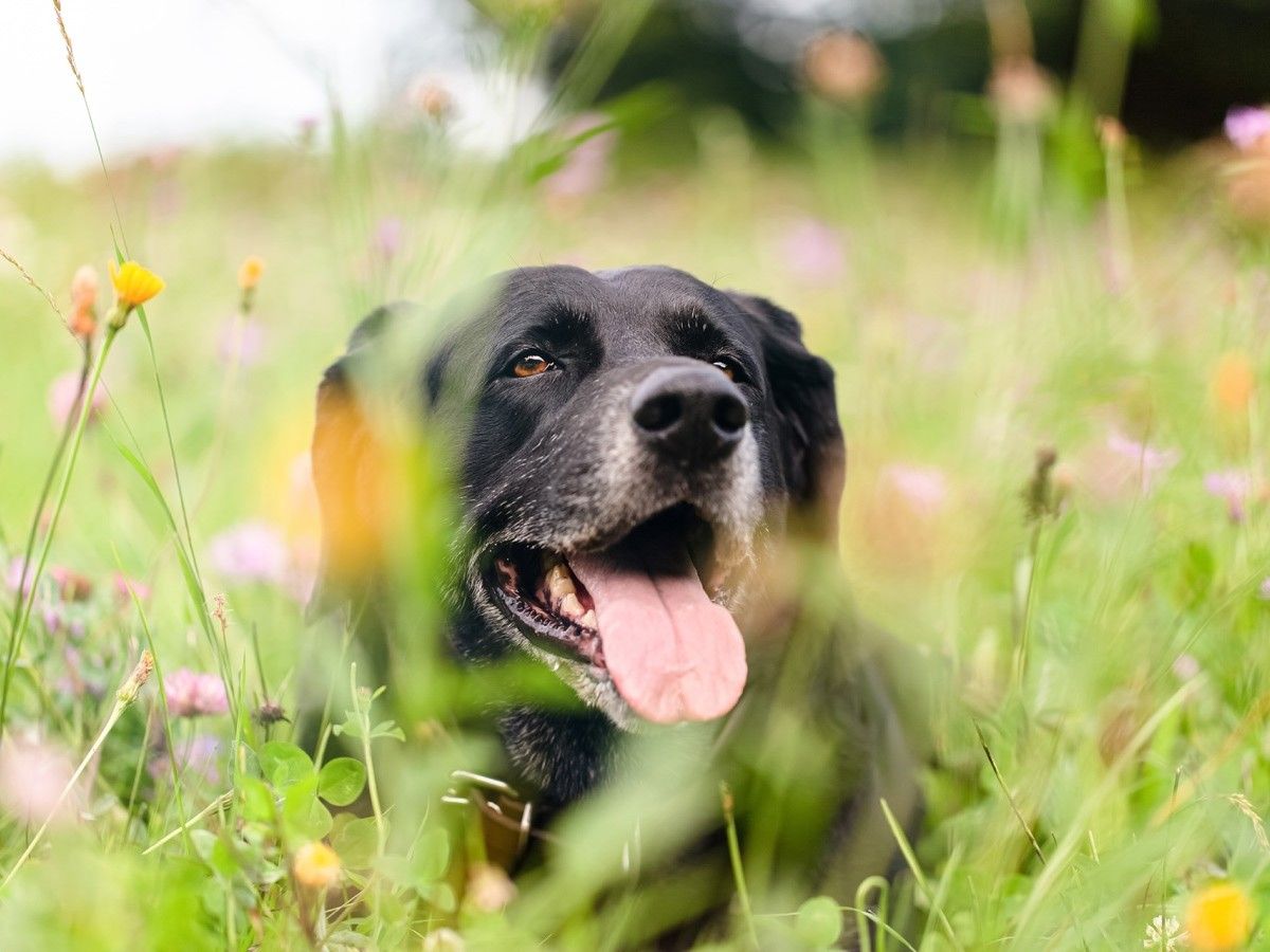 Portrait of an Elderly Black Labrador Dog Lying down in a Wild Portrait of an Elderly Black Labrador Dog Lying down in a Wild