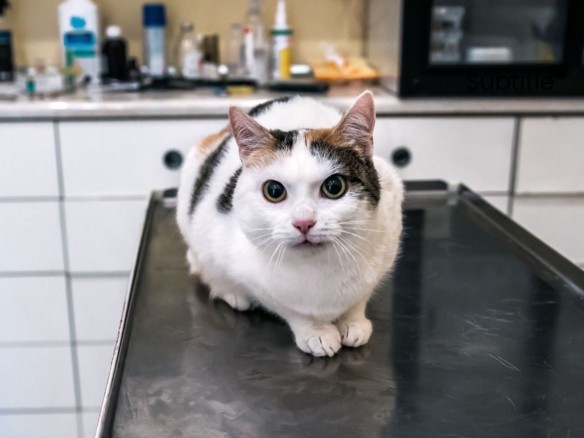 Three color cat under anesthesia at a veterinary clinic Three color cat under anesthesia at a veterinary clinic