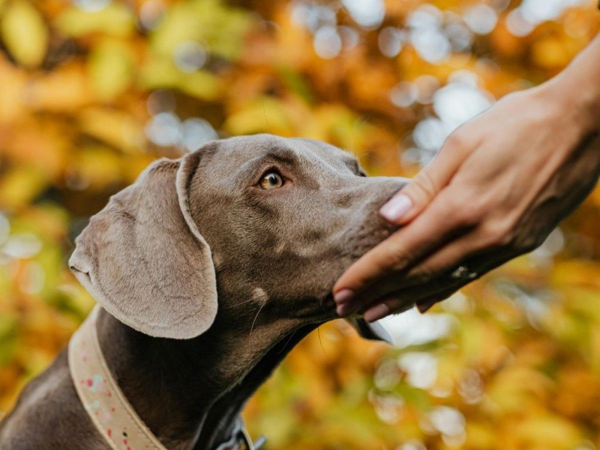 a-person-petting-a-dog-in-front-of-autumn-leaves1 a person petting a dog in front of autumn leaves