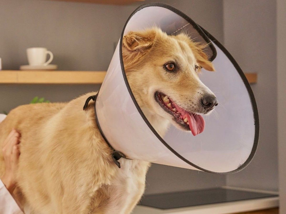 a-person-wearing-a-cone-around-their-dogs-neck1 a person wearing a cone around their dogs neck