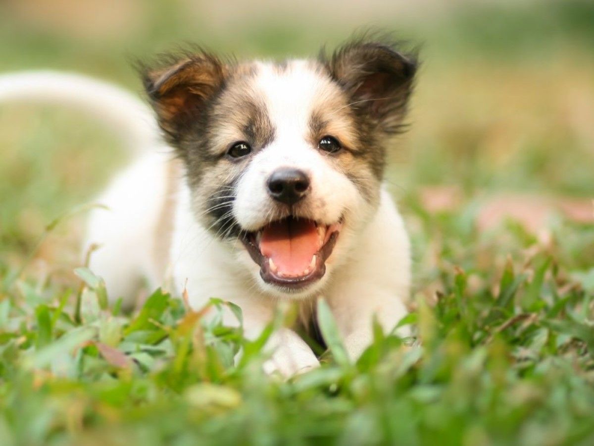 a-puppy-running-in-the-grass-with-its-mouth-open1 a puppy running in the grass with its mouth open