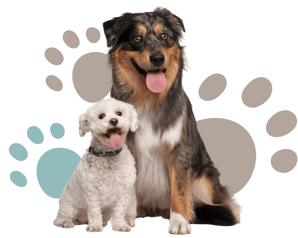 body condition chart