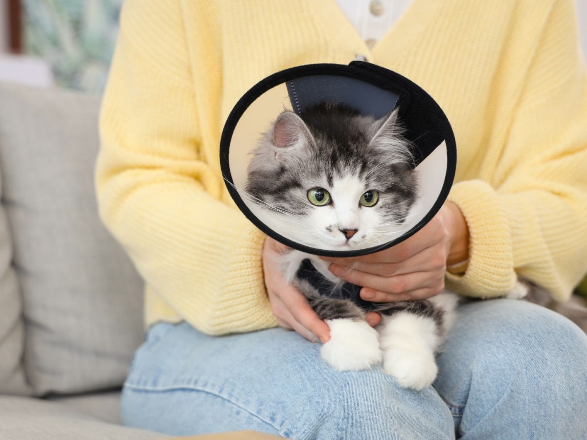 cat with cone sitting on owners lap