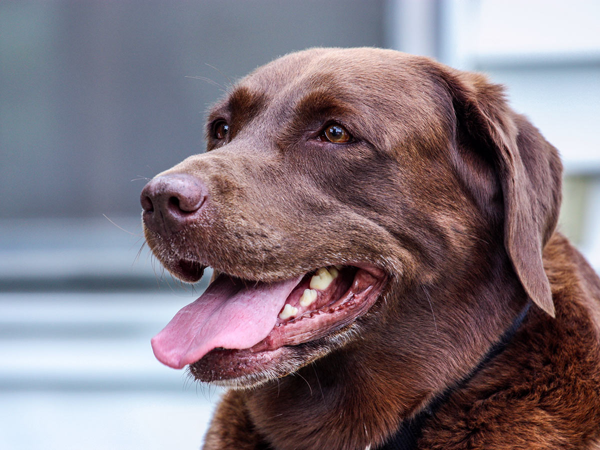 chocolate lab panting happily