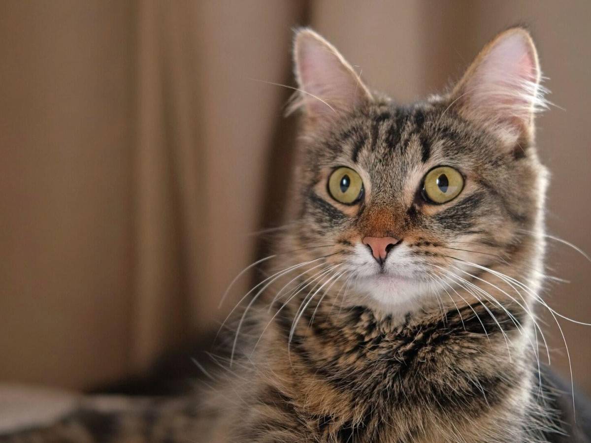 cute cat looking alert cute cat looking alert