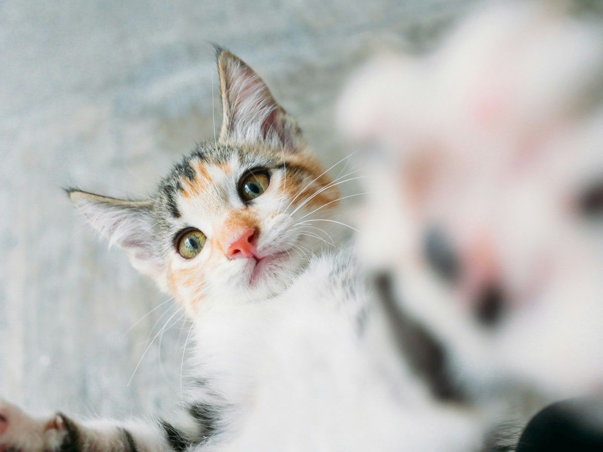 cute cat touching the camera cute cat touching the camera