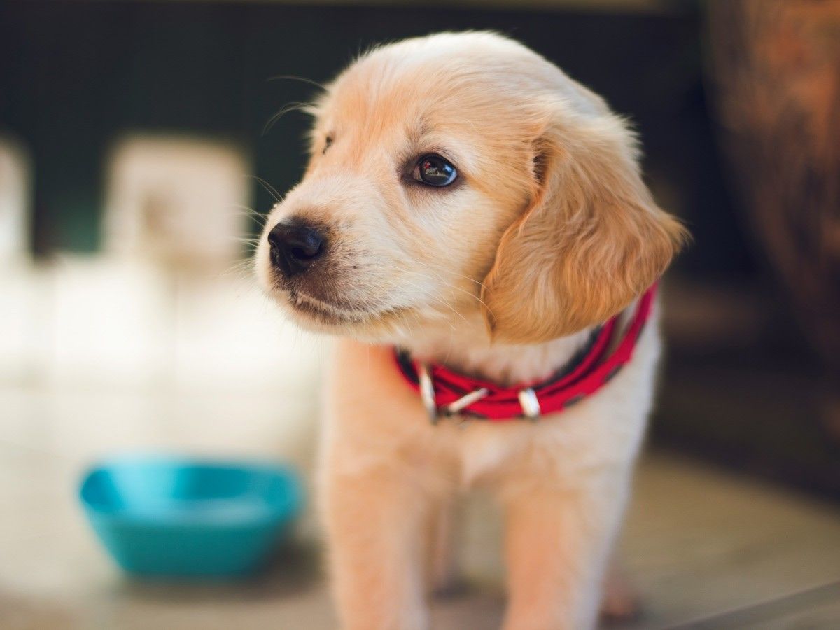 cute lab puppy cute lab puppy