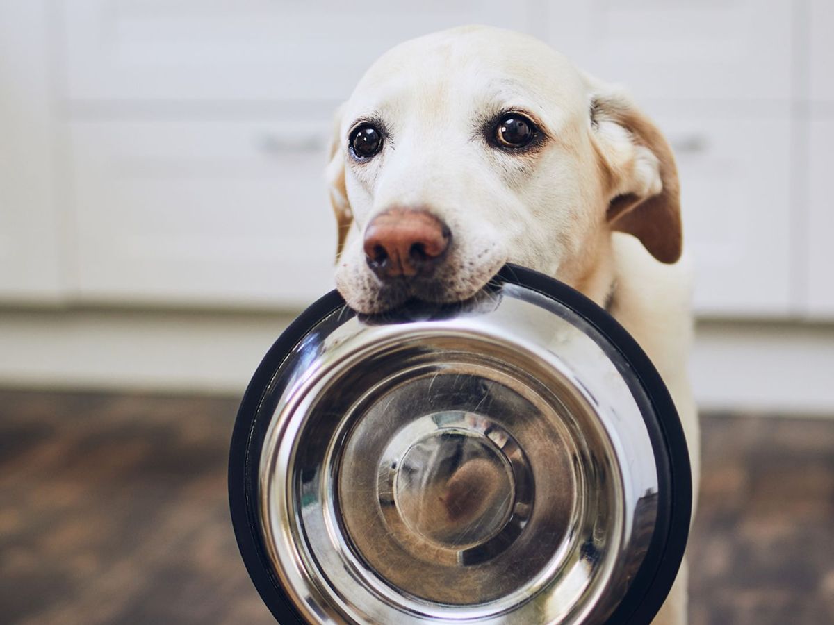 Pet Nutritional Counseling In Cameron Park, CA | Companion Animal Hospital