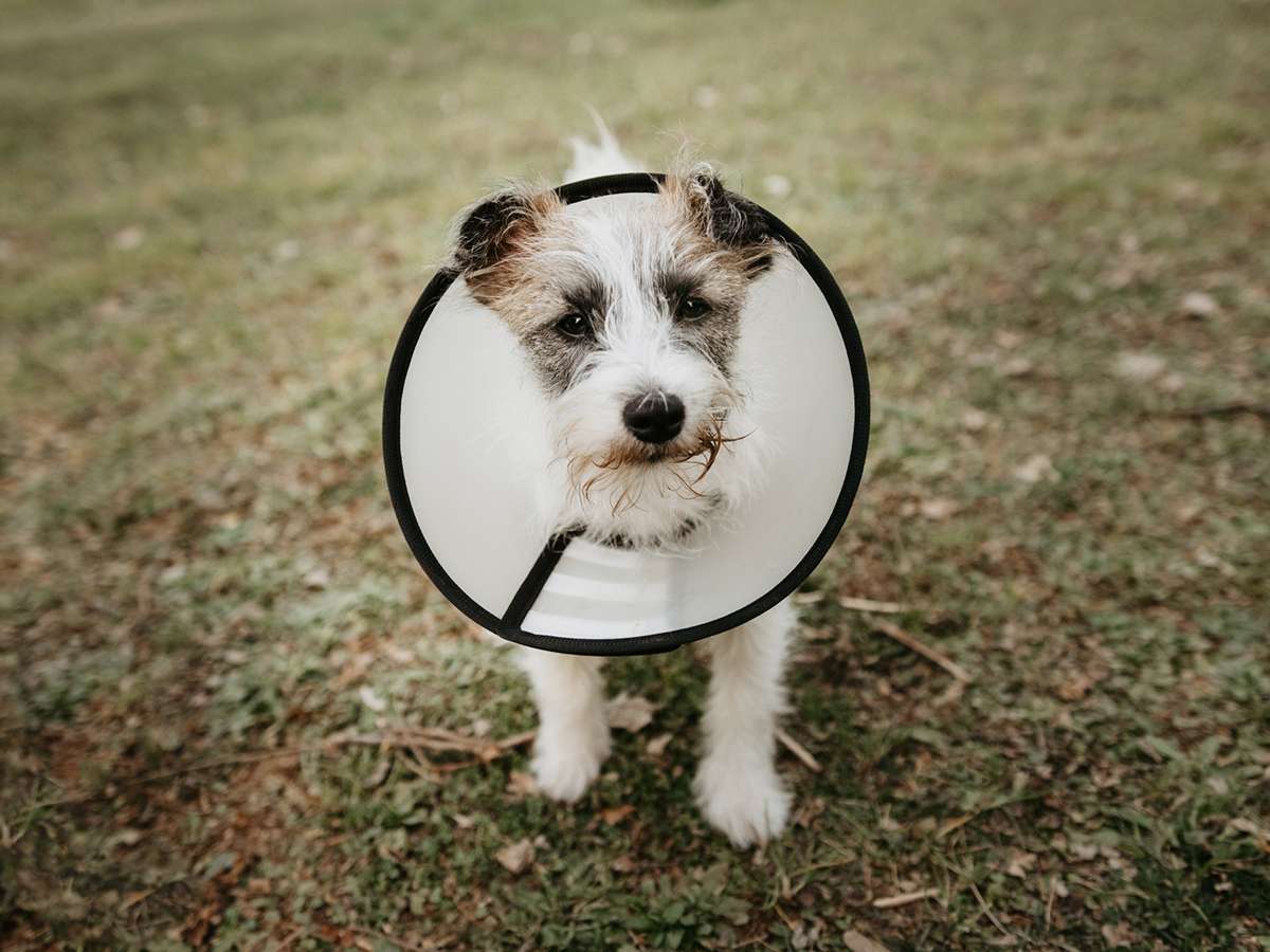Dog in protective cone