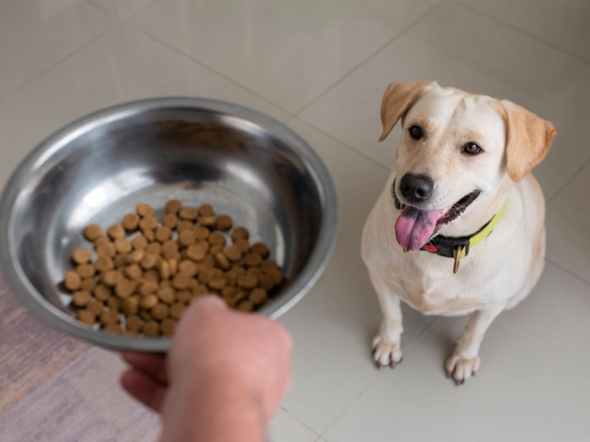 dog-looking-at-food-bowl-1200x900-1 dog excitedly looking at food bowl