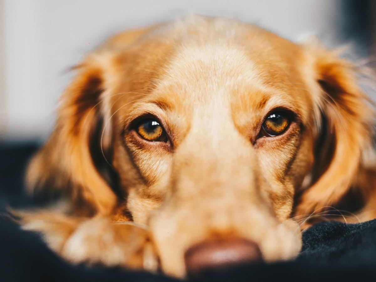 dog resting face couch dog resting face couch
