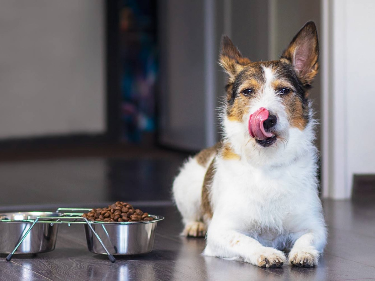 dog sits near food bowl and licks its tongue dog sits near food bowl and licks its tongue