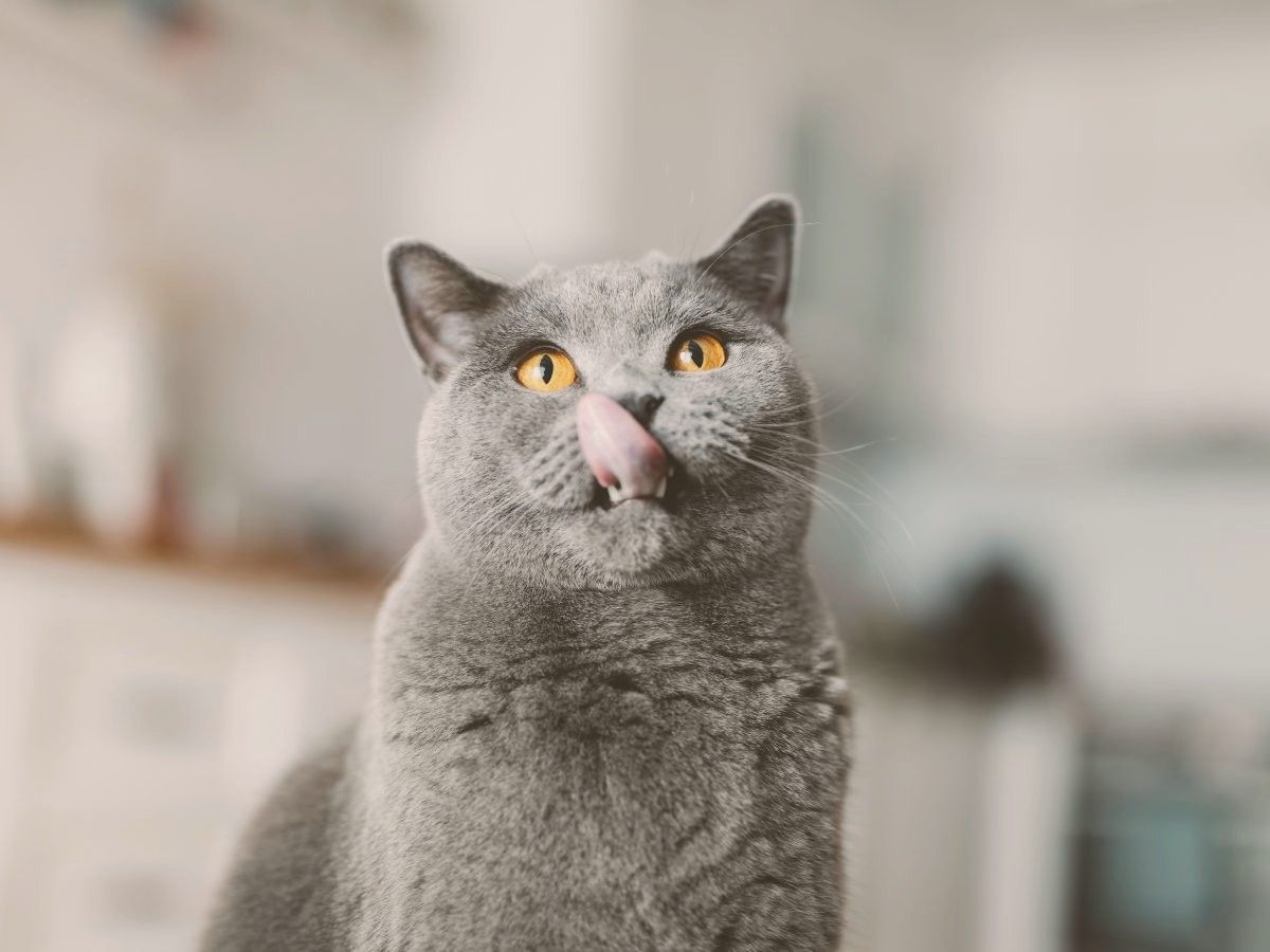 grey cat with yellow eyes grey cat with yellow eyes lick tongue