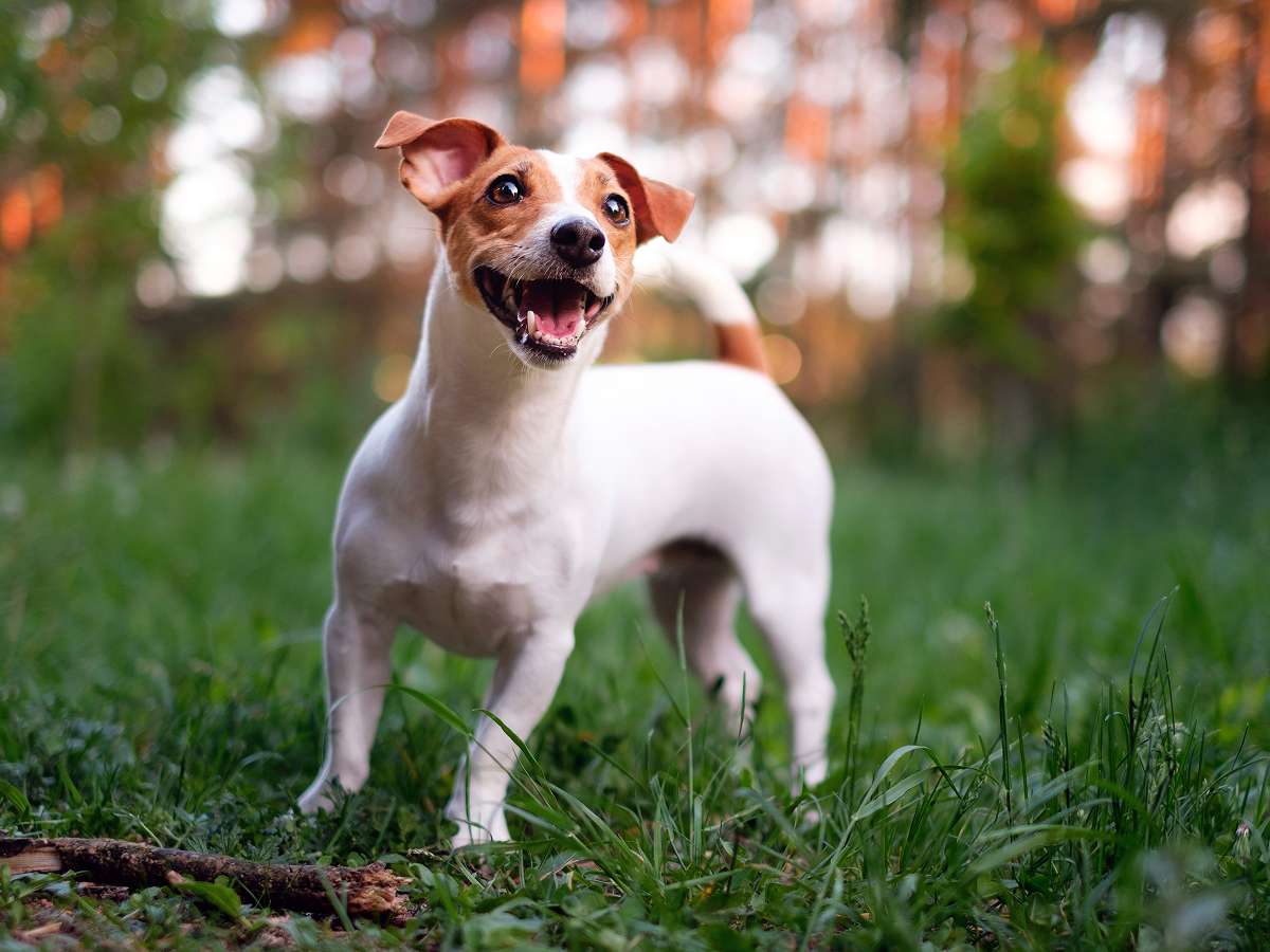 Happy Jack Russell Terrier outside