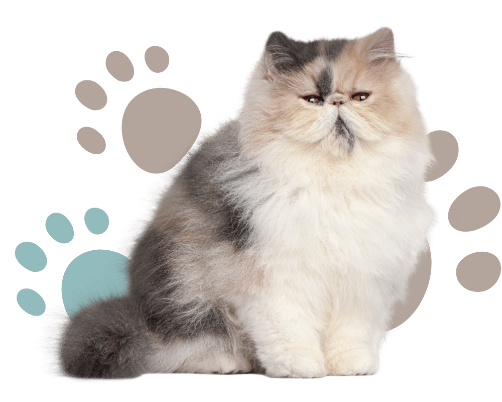 fluffy persian cat in front of paw print background