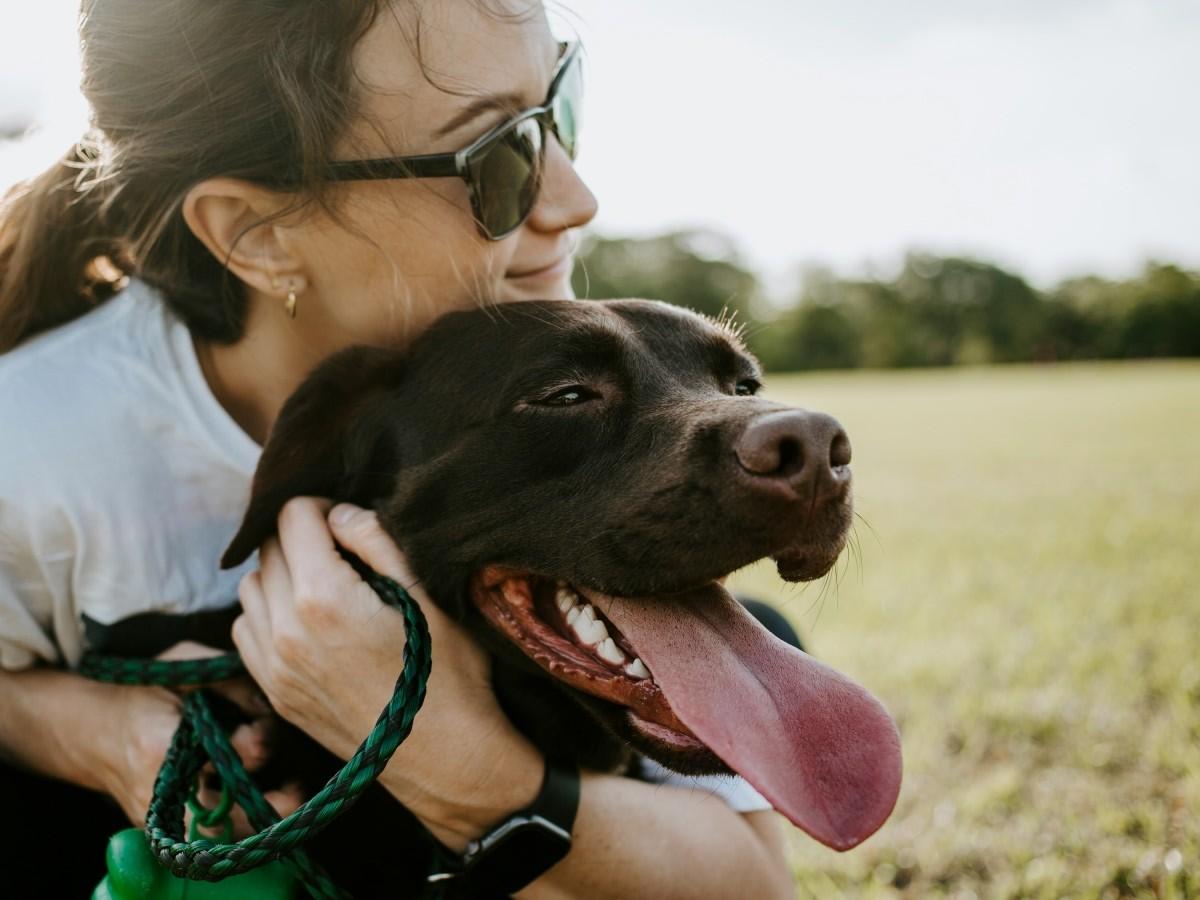 pet dog with lady