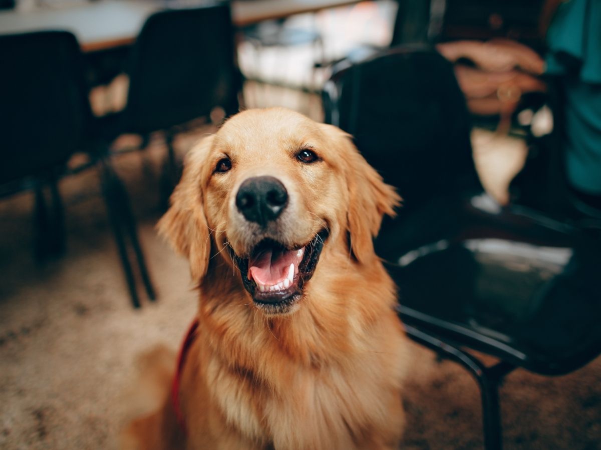 pet looks happier pet looks happier