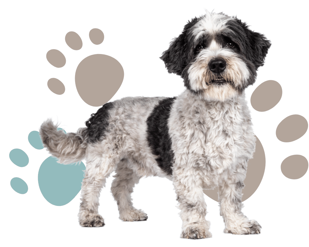 Black and white dog in front of paw print background