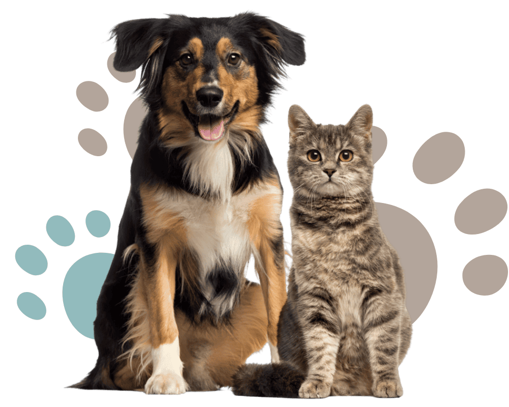 dog and cat in front of paw print background