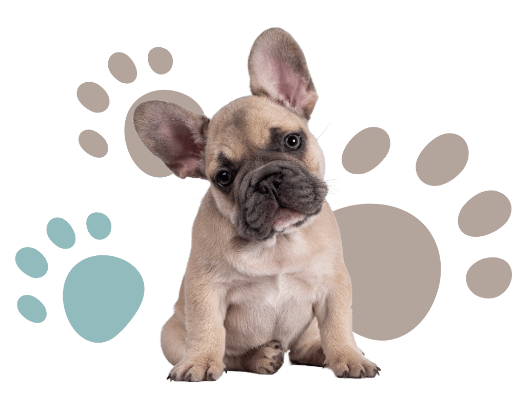 young french bulldog in front of paw print background