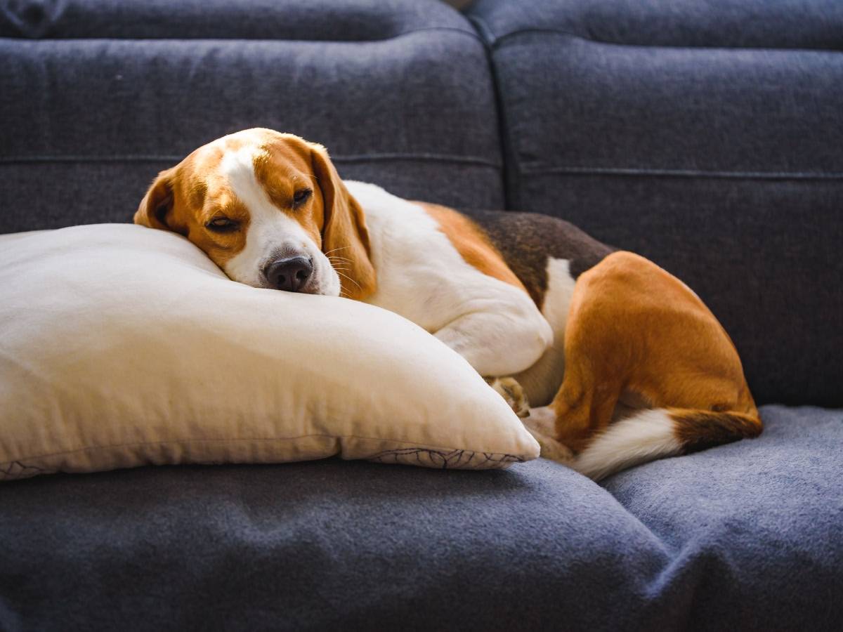 tired beagle sleeping on couch