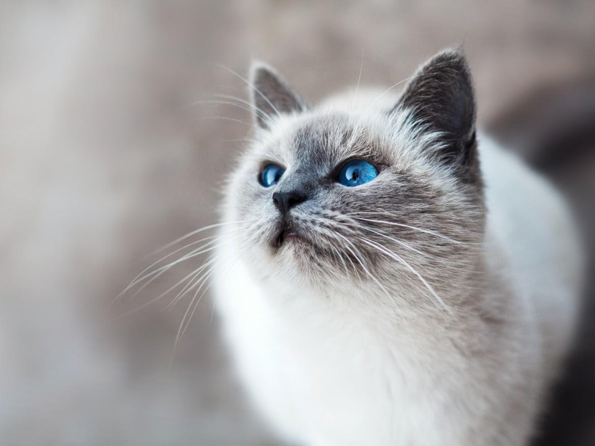 white cat with blue eyes white cat with blue eyes