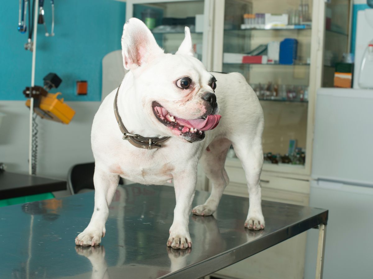 white dog on clinic table white dog on clinic table