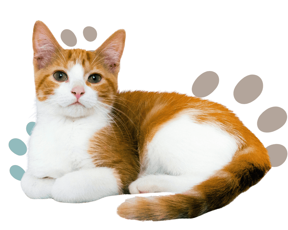 behavioral counseling