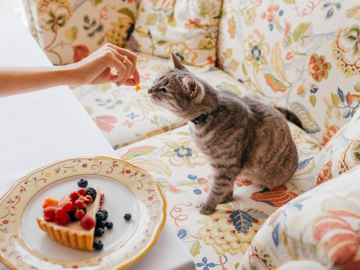Cute Cat Eats Something Delicious from Hosts Hand Cute Cat Eats Something Delicious from Hosts Hand