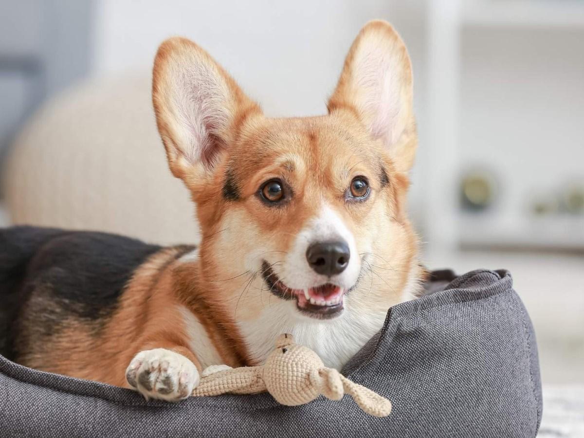 Cute dog on couch