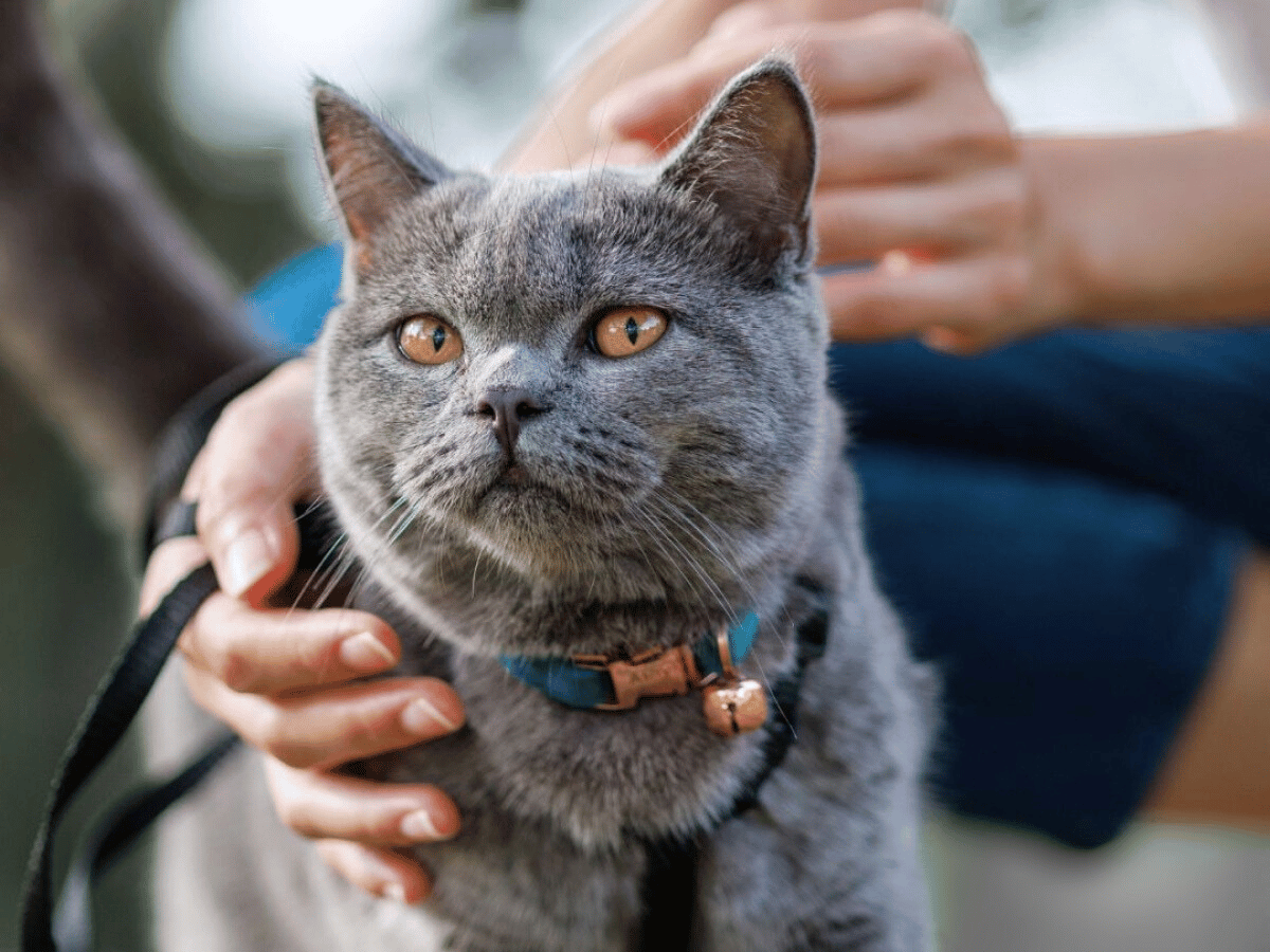 grey cat with yellow eyes held by owner
