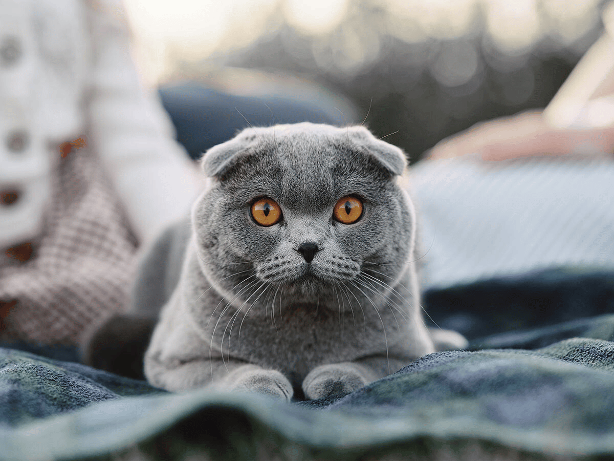 Untitled design (2) curious gray scottish fold cat resting on a picnic blanket and looking at the camera